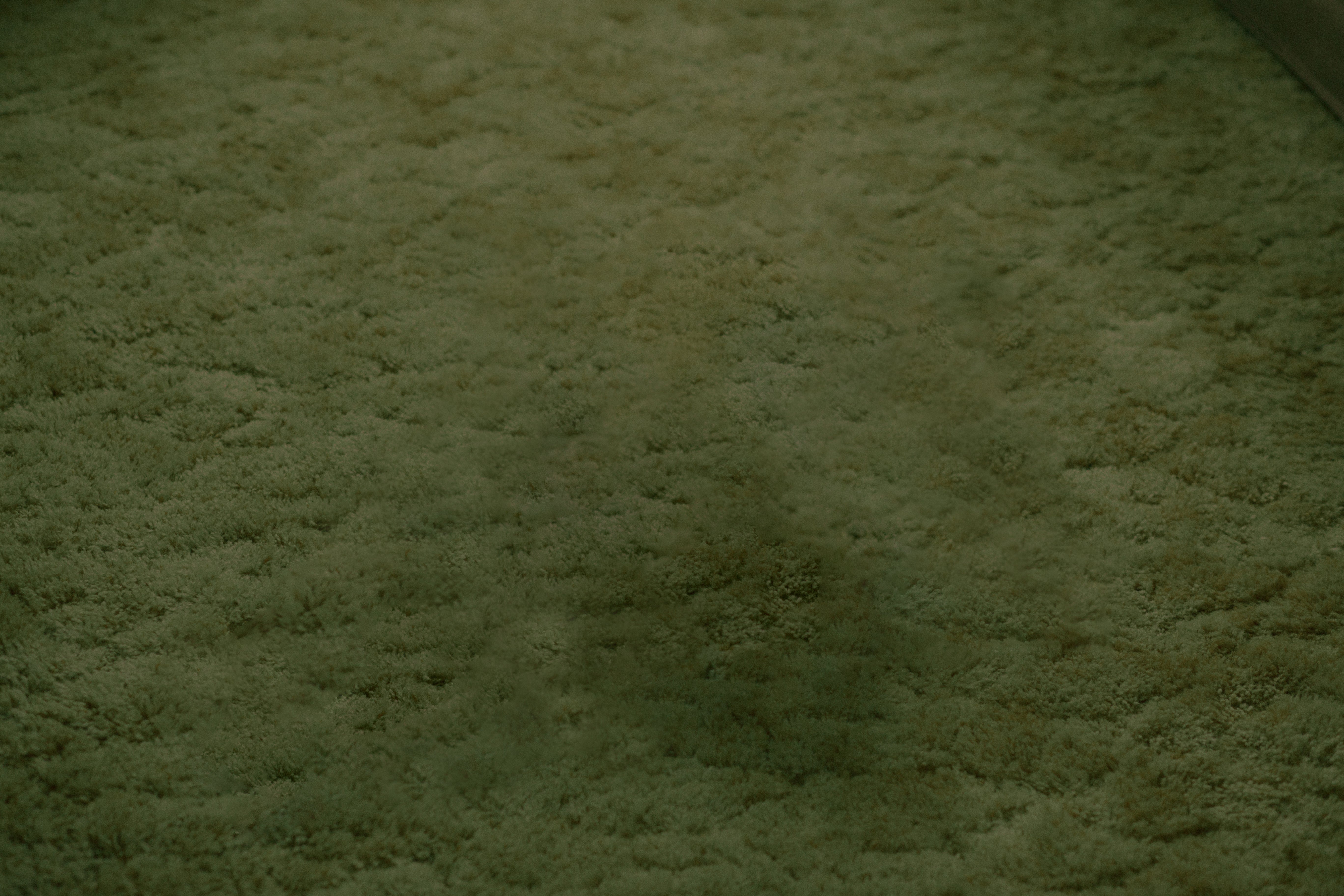 Carpet